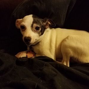 Meet your Posher, Joey